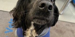 Tails from South Moor by vet Freya Lawrence | Nip and Tuck